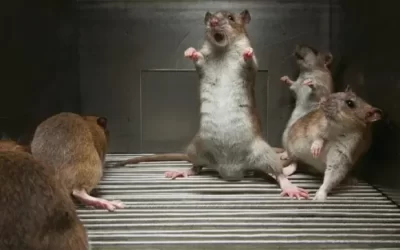 Rats in a cage