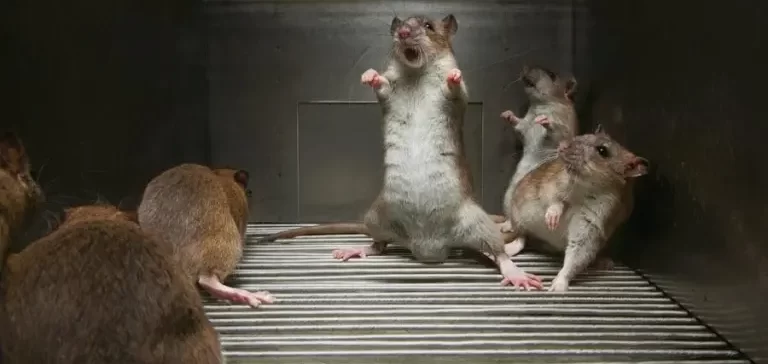 Rats in a cage
