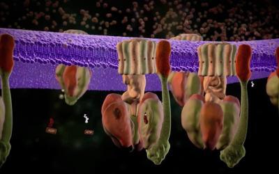 Evident within them.